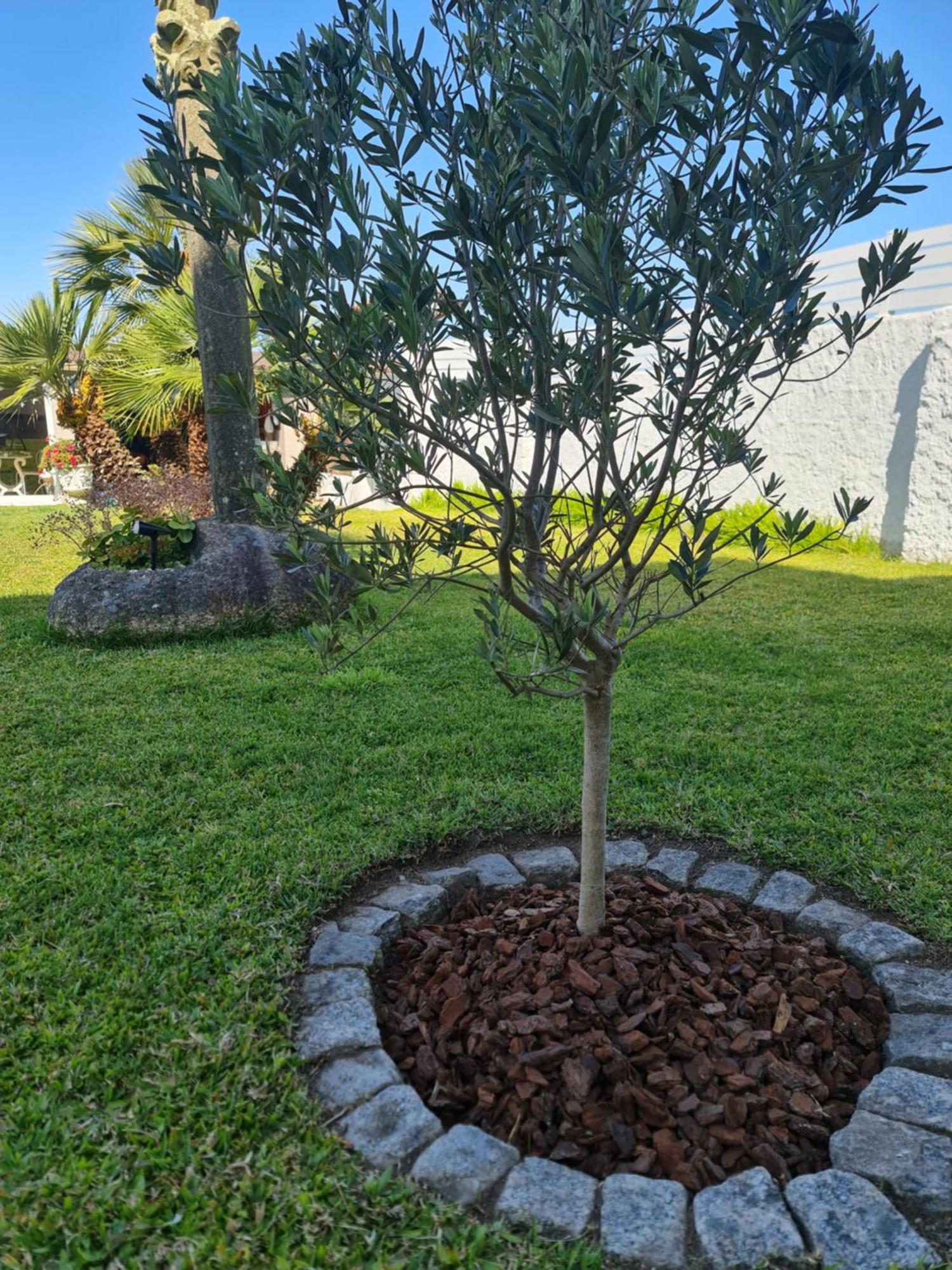 Casa A Pastora * Cambados